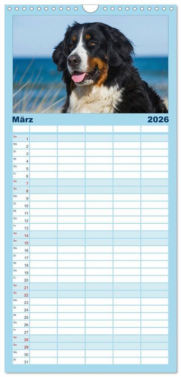 Produktbild: Familienplaner 2026 - Berner Sennenhund 2026 mit 5 Spalten (Wandkalender, 21 x 45 cm) CALVENDO