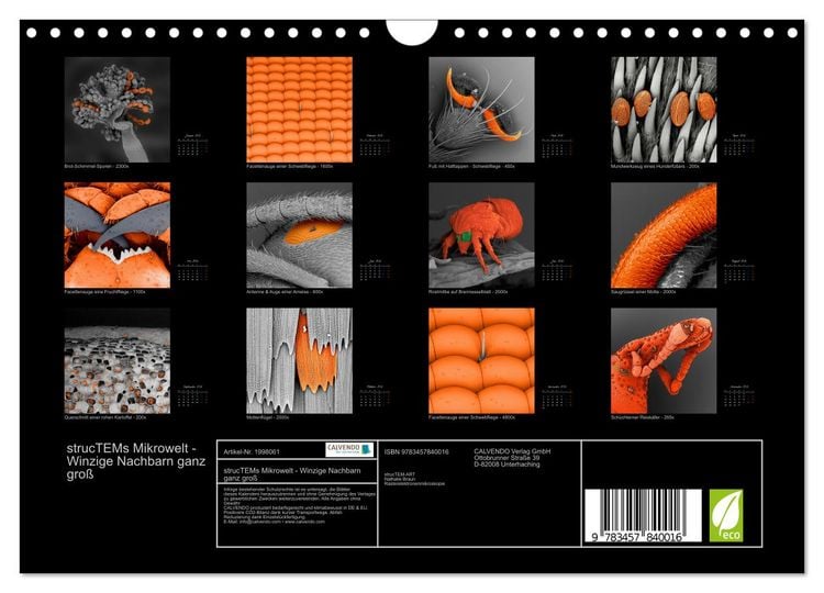 Produktbild: strucTEMs Mikrowelt - Winzige Nachbarn ganz gro&szlig; (Wandkalender 2026 DIN A4 quer), CALVENDO Monatskalender