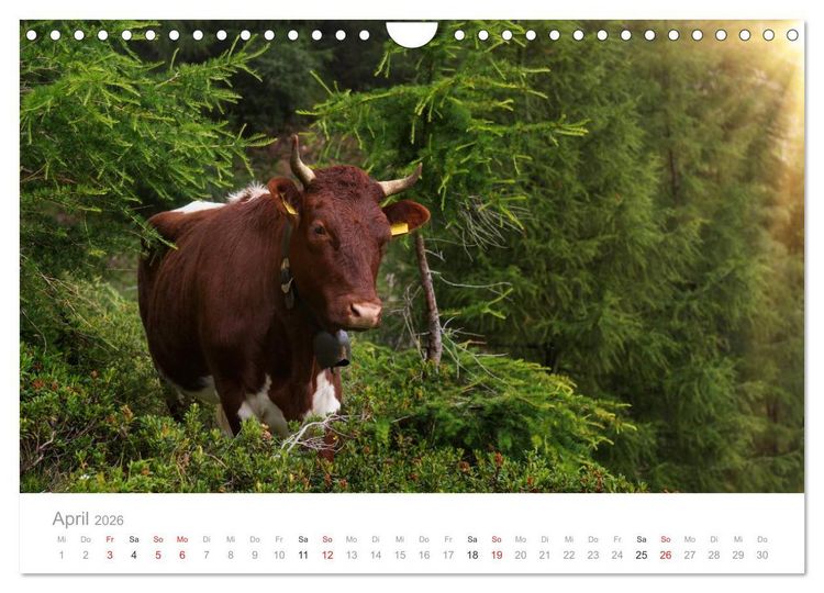 Produktbild: Tiere in Freiheit - Nutztiere auf der Alm (Wandkalender 2026 DIN A4 quer), CALVENDO Monatskalender