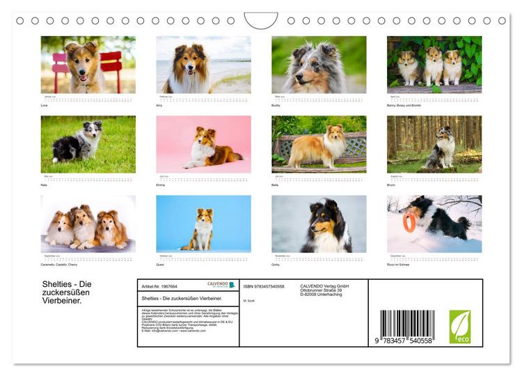 Produktbild: Shelties - Die zuckers&uuml;&szlig;en Vierbeiner. (Wandkalender 2026 DIN A4 quer), CALVENDO Monatskalender