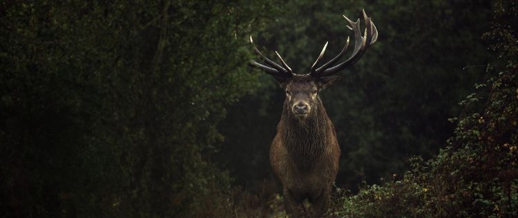 Produktbild: WILDES LAND - Die R&uuml;ckehr der Natur