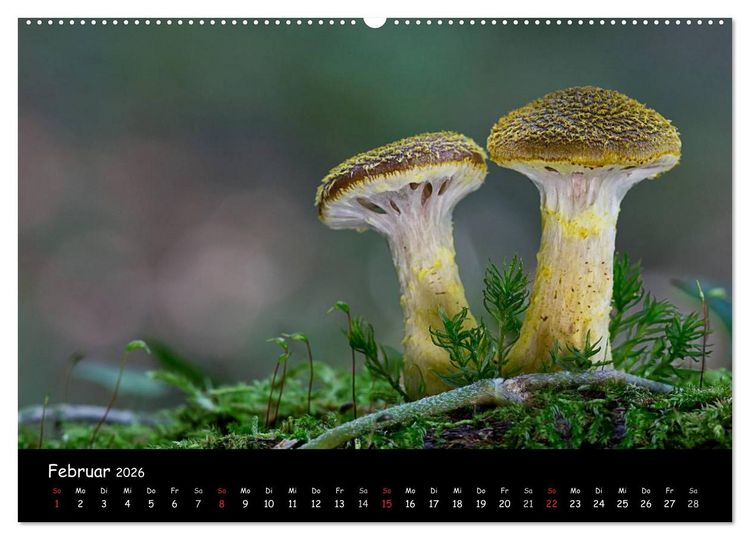 Produktbild: Pilzgalerie (hochwertiger Premium Wandkalender 2026 DIN A2 quer), Kunstdruck in Hochglanz
