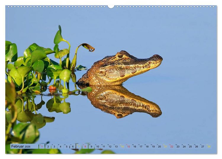 Produktbild: Krokodile in der Wildnis (Wandkalender 2026 DIN A2 quer), CALVENDO Monatskalender