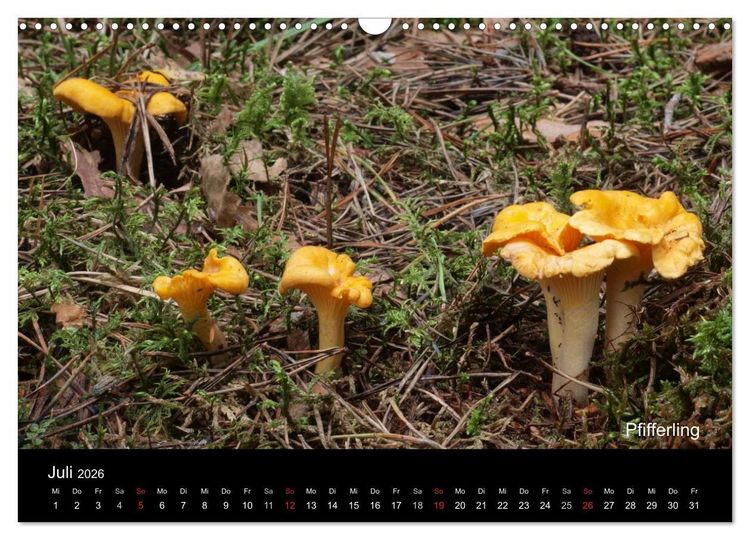 Produktbild: Pilzkalender (Wandkalender 2026 DIN A3 quer), CALVENDO Monatskalender