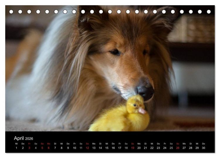 Produktbild: Ziva und ihre Freunde (Tischkalender 2026 DIN A5 quer), CALVENDO Monatskalender