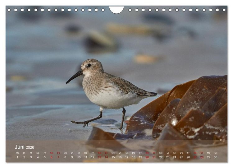 Produktbild: V&ouml;gel an Deutschlands K&uuml;sten (Wandkalender 2026 DIN A4 quer), CALVENDO Monatskalender