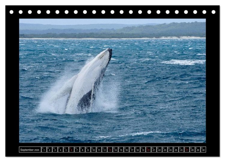 Produktbild: Australia Wildlife (Tischkalender 2026 DIN A5 quer), CALVENDO Monatskalender