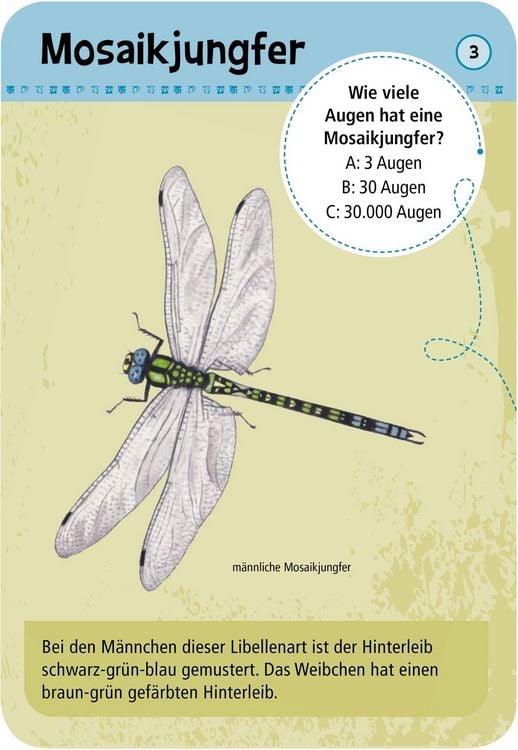 Produktbild: Expedition Natur - 50 heimische Insekten & Spinnen