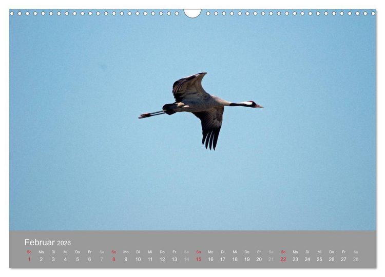 Produktbild: Kraniche in Vorpommern (Wandkalender 2026 DIN A3 quer), CALVENDO Monatskalender