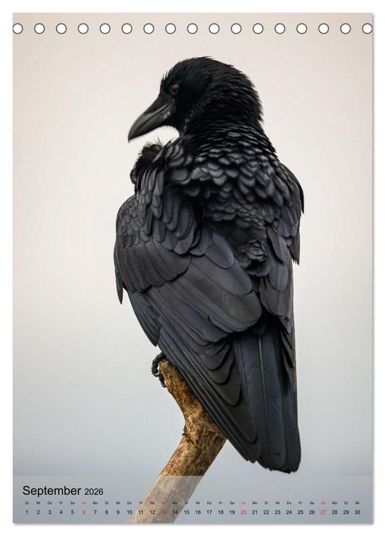 Produktbild: Vogelwelt der Schweiz (Tischkalender 2026 DIN A5 hoch), CALVENDO Monatskalender