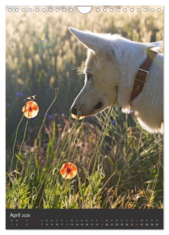 Produktbild: Berger Blanc Suisse - Freunde auf 4 Pfoten (Wandkalender 2026 DIN A4 hoch), CALVENDO Monatskalender