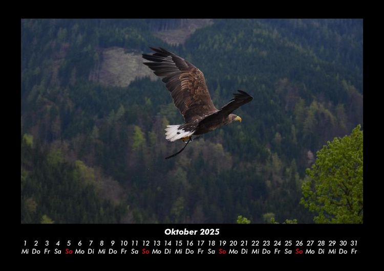Produktbild: Adler 2025 Fotokalender DIN A3
