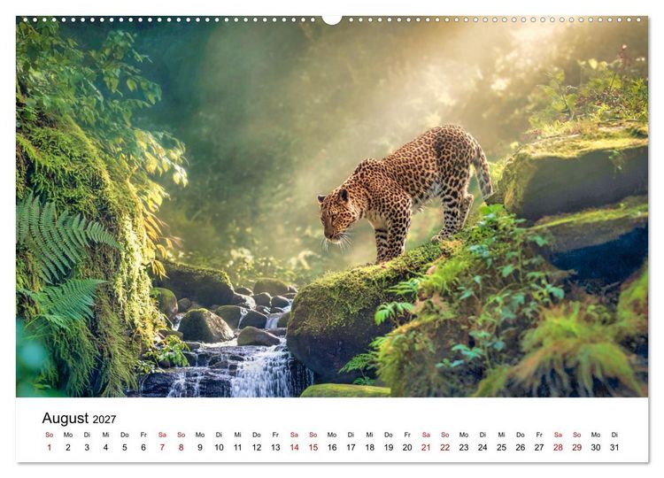 Produktbild: Gefleckte Schatten - Im Bann der Leoparden (Wandkalender 2027 DIN A2 quer), CALVENDO Monatskalender