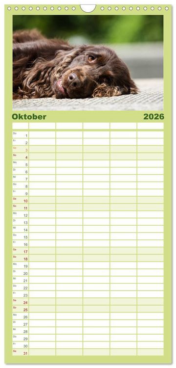 Produktbild: Familienplaner 2026 - English Cocker Spaniels - Ein Spaziergang im Park mit 5 Spalten (Wandkalender, 21 x 45 cm) CALVENDO