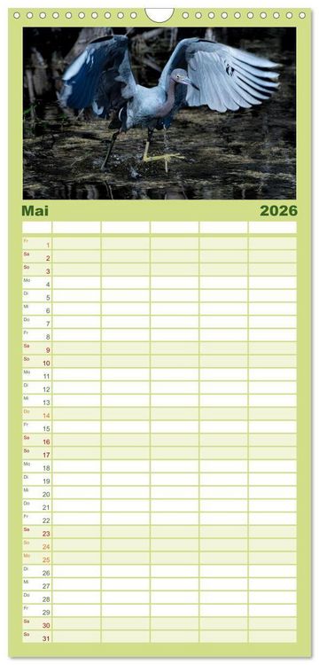 Produktbild: Familienplaner 2026 - Blaureiher und Dreifarbenreiher mit 5 Spalten (Wandkalender, 21 x 45 cm) CALVENDO