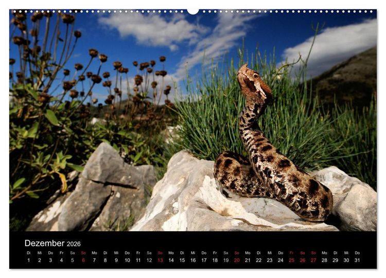 Produktbild: REPTILIEN (hochwertiger Premium Wandkalender 2026 DIN A2 quer), Kunstdruck in Hochglanz