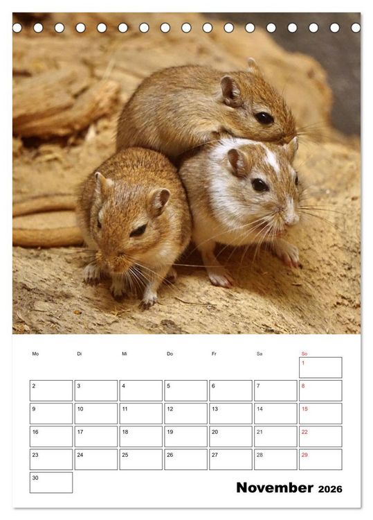 Produktbild: Lustige Rennm&auml;use (Tischkalender 2026 DIN A5 hoch), CALVENDO Monatskalender