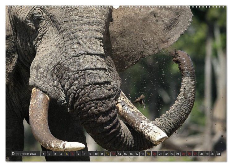 Produktbild: Wildtierparadies Afrika - Eine Foto-Reise durch die Savannen (Wandkalender 2026 DIN A2 quer), CALVENDO Monatskalender
