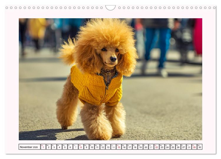 Produktbild: Pudel in der Stadt. Urbane Momente voller Charme und Lebensfreude (Wandkalender 2026 DIN A3 quer), CALVENDO Monatskalender