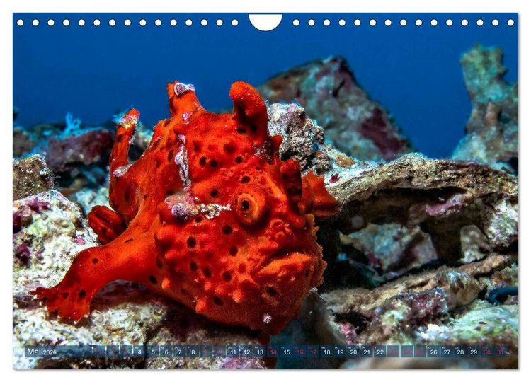 Produktbild: Wunderwelt Unterwasser (Wandkalender 2026 DIN A4 quer), CALVENDO Monatskalender