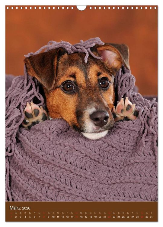 Produktbild: Jack Russell Terrier (Wandkalender 2026 DIN A3 hoch), CALVENDO Monatskalender