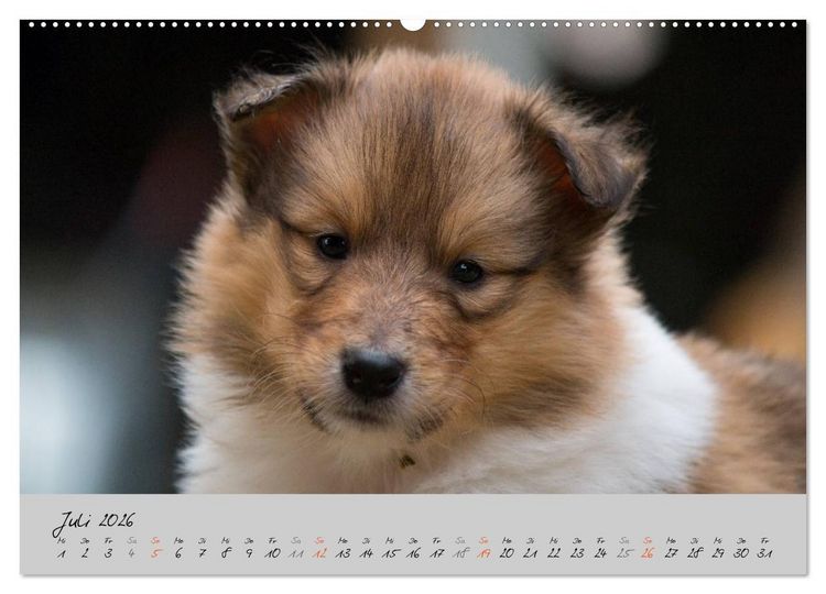 Produktbild: Collie Welpen zum Verlieben (Wandkalender 2026 DIN A2 quer), CALVENDO Monatskalender