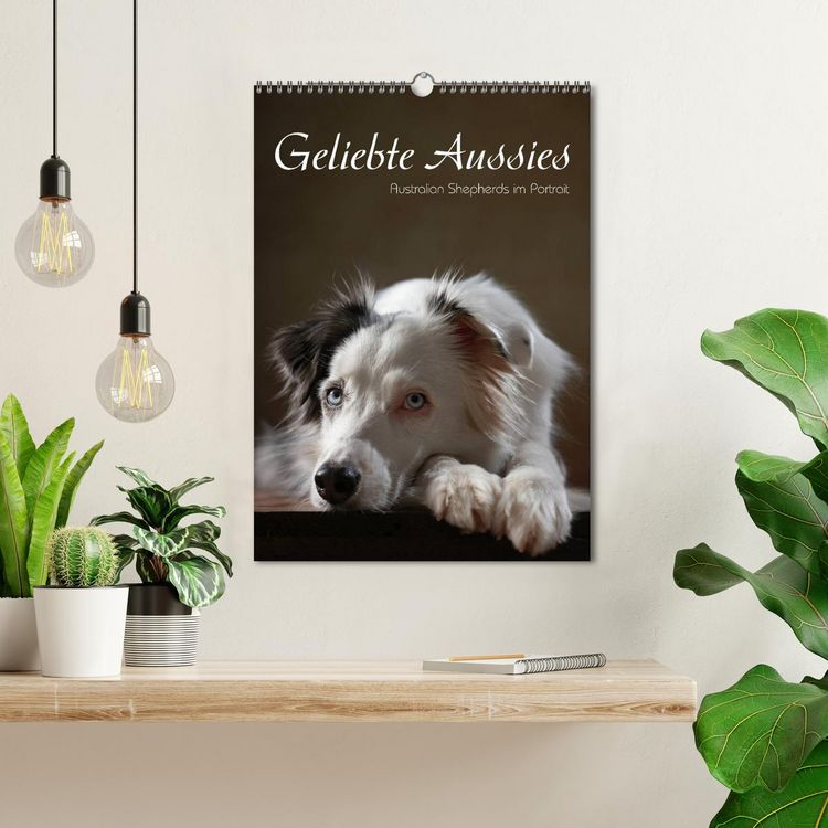 Produktbild: Geliebte Aussies - Australian Shepherds im Portrait (Wandkalender 2026 DIN A3 hoch), CALVENDO Monatskalender