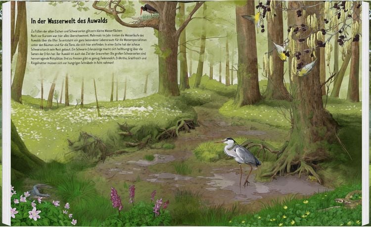 Produktbild: Wildes Leben in alten Bäumen