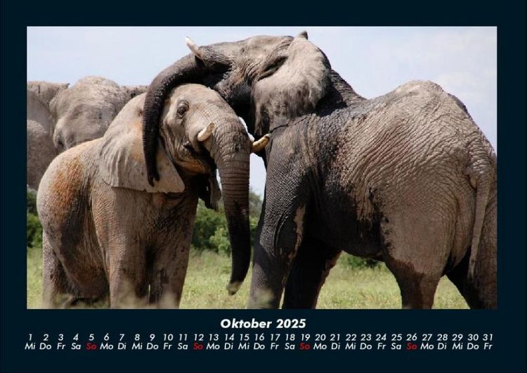Produktbild: Elefanten - Die sanften Riesen Afrikas 2025 Fotokalender DIN A4
