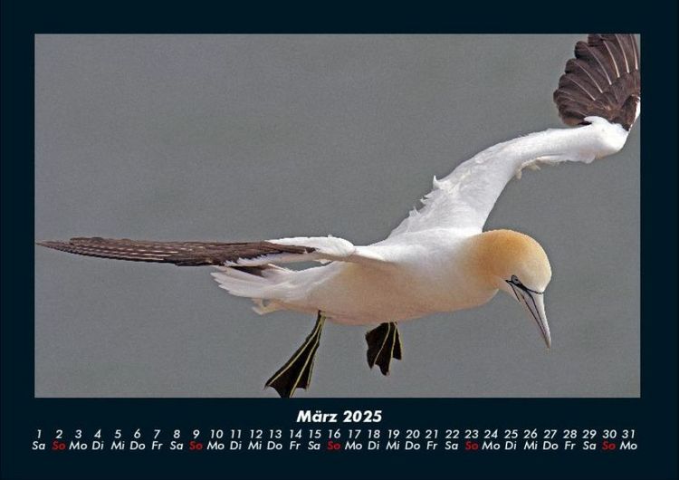 Produktbild: Welt der V&ouml;gel 2025 Fotokalender DIN A4