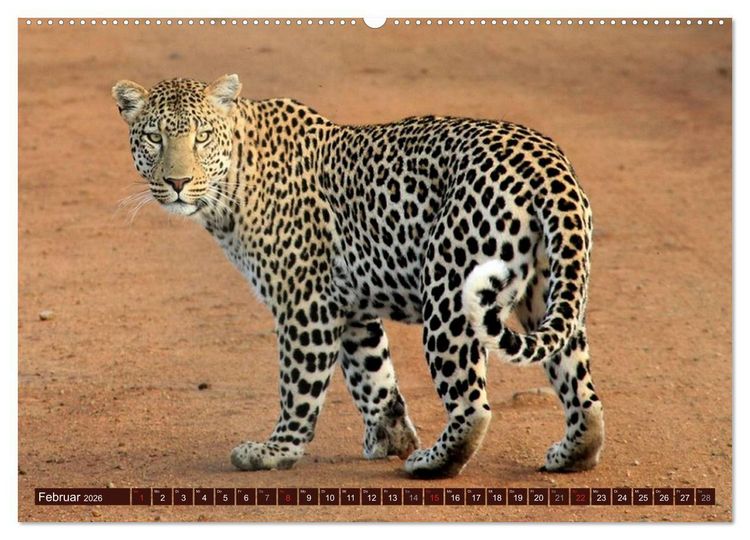 Produktbild: Afrikas wilde Sch&ouml;nheiten (Wandkalender 2026 DIN A2 quer), CALVENDO Monatskalender
