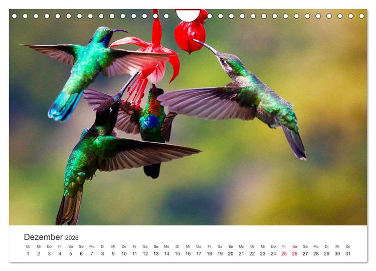 Produktbild: Kolibris - wahre Luftakrobaten (Wandkalender 2026 DIN A4 quer), CALVENDO Monatskalender
