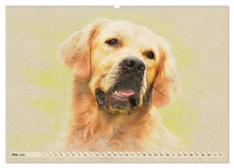 Produktbild: Golden Retriever 2026 (Wandkalender 2026 DIN A2 quer), CALVENDO Monatskalender