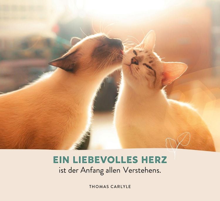 Produktbild: Zur Hochzeit