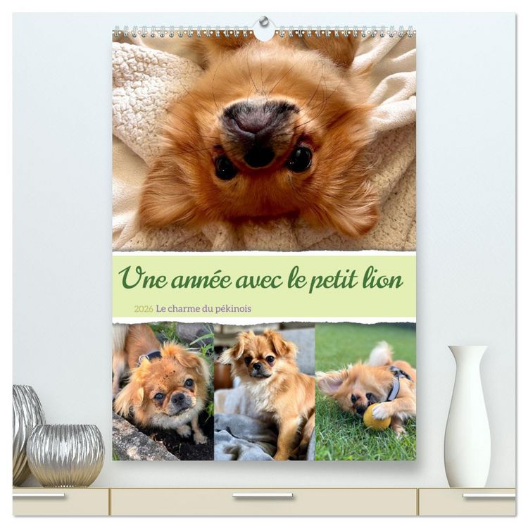Produktbild: Une ann&eacute;e avec le petit lion - Le charme du p&eacute;kinois (Calendrier mural 2026 DIN A2 horizontal) calendrier de bureau