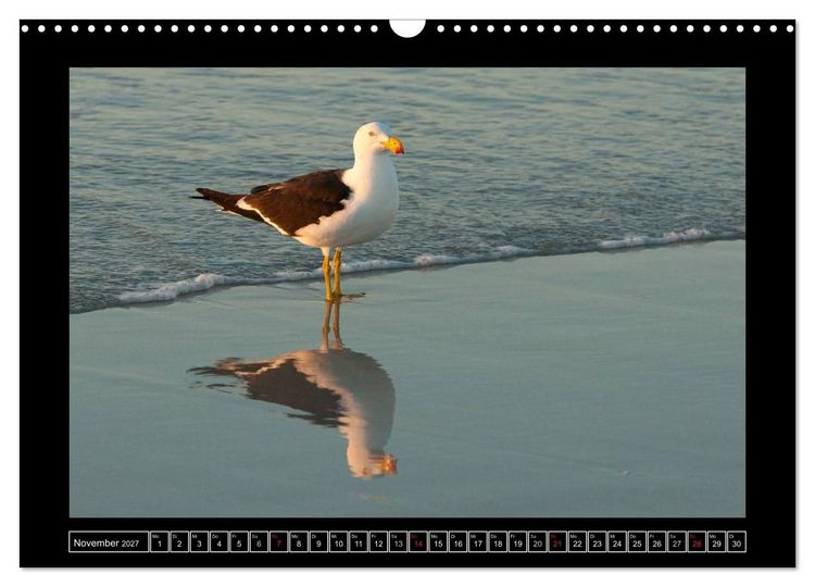 Produktbild: V&ouml;gel von "Down Under" Australien (Wandkalender 2027 DIN A3 quer), CALVENDO Monatskalender