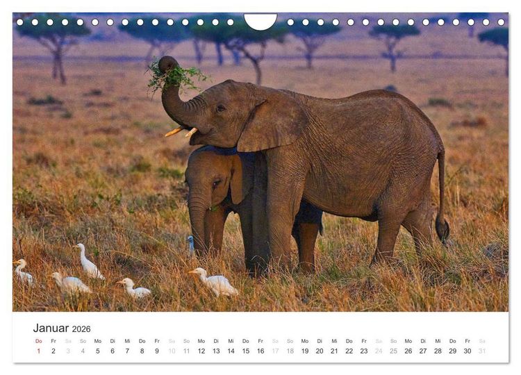Produktbild: Elefanten - Sanfte Riesen in Afrika (Wandkalender 2026 DIN A4 quer), CALVENDO Monatskalender