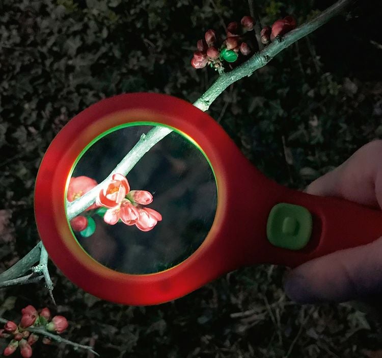 Produktbild: Krabbelk&auml;fer Lichtlupe
