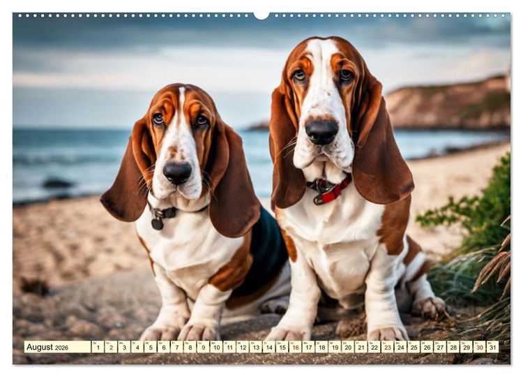 Produktbild: Basset Hound - unverkennbar (hochwertiger Premium Wandkalender 2026 DIN A2 quer), Kunstdruck in Hochglanz