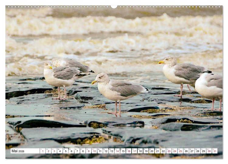 Produktbild: Blankenberge - belgischer K&uuml;stenort (Wandkalender 2026 DIN A2 quer), CALVENDO Monatskalender