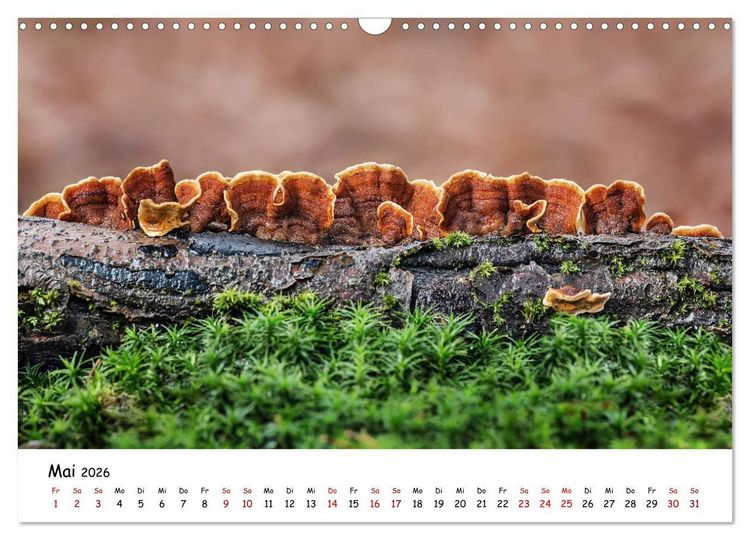 Produktbild: Pilzgalerie - Die bunte Welt der Baumpilze (Wandkalender 2026 DIN A3 quer), CALVENDO Monatskalender