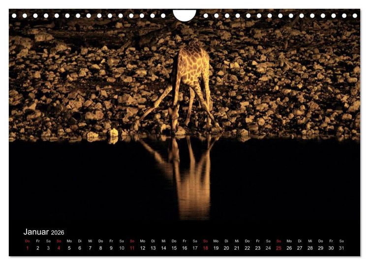 Produktbild: Giraffen &ndash; Faszination der Wildnis (Wandkalender 2026 DIN A4 quer), CALVENDO Monatskalender