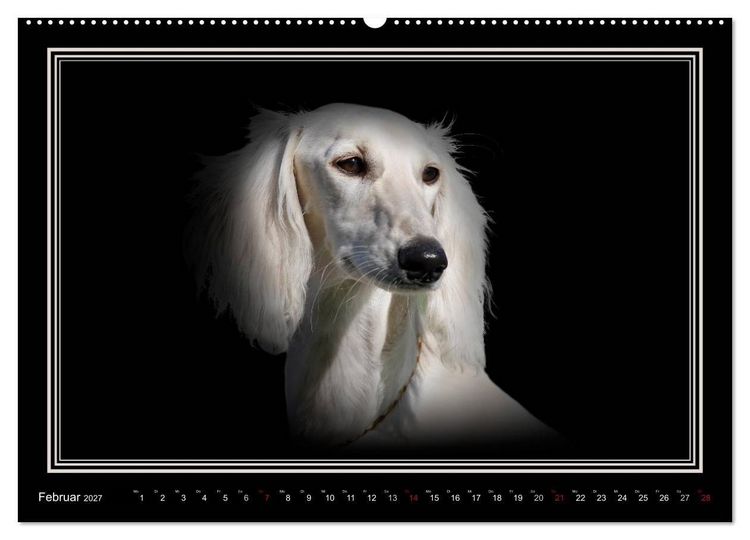 Produktbild: Saluki 2027 (hochwertiger Premium Wandkalender 2027 DIN A2 quer), Kunstdruck in Hochglanz