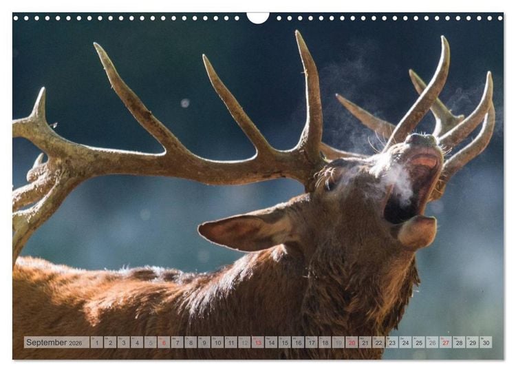Produktbild: Emotionale Momente: Wild und Jagd. (Wandkalender 2026 DIN A3 quer), CALVENDO Monatskalender