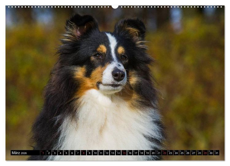 Produktbild: Traumhund Sheltie (hochwertiger Premium Wandkalender 2026 DIN A2 quer), Kunstdruck in Hochglanz