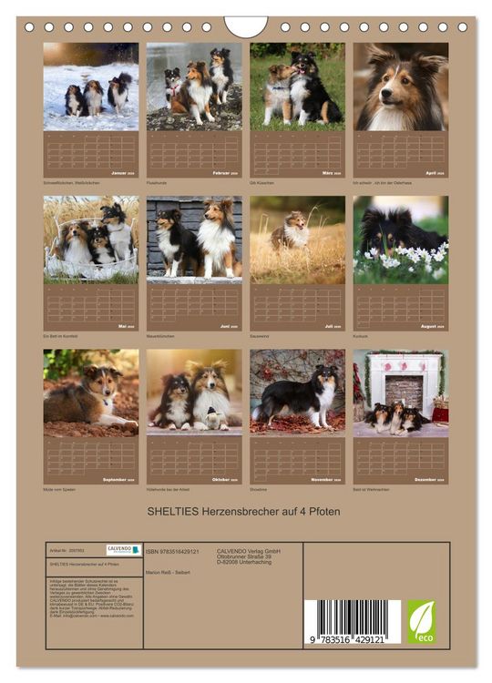 Produktbild: SHELTIES Herzensbrecher auf 4 Pfoten (Wandkalender 2026 DIN A4 hoch), CALVENDO Monatskalender