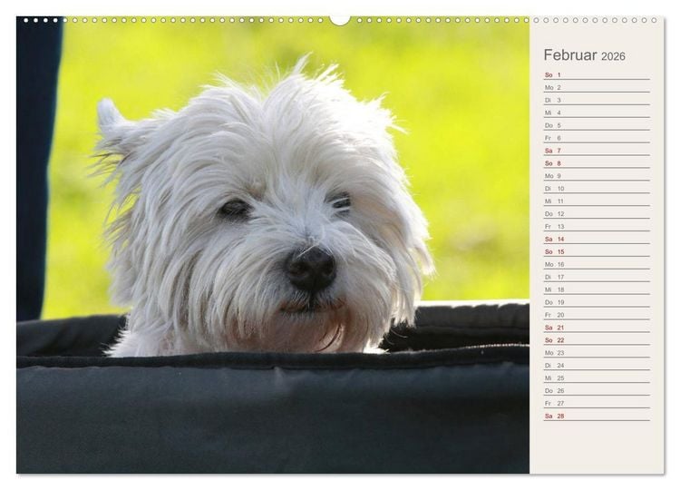 Produktbild: West Highland White Terrier - Selbstbewustes Powerpaket - der Westie (hochwertiger Premium Wandkalender 2026 DIN A2 quer), Kunstdruck in Hochglanz