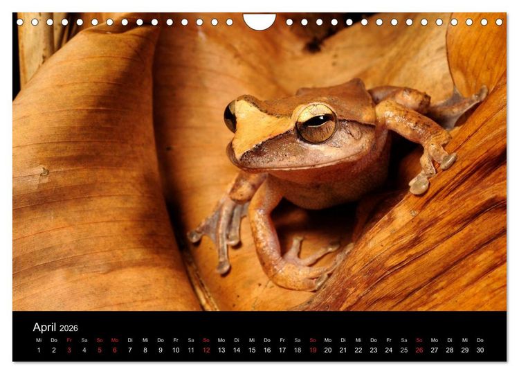 Produktbild: Fr&ouml;sche (Wandkalender 2026 DIN A4 quer), CALVENDO Monatskalender