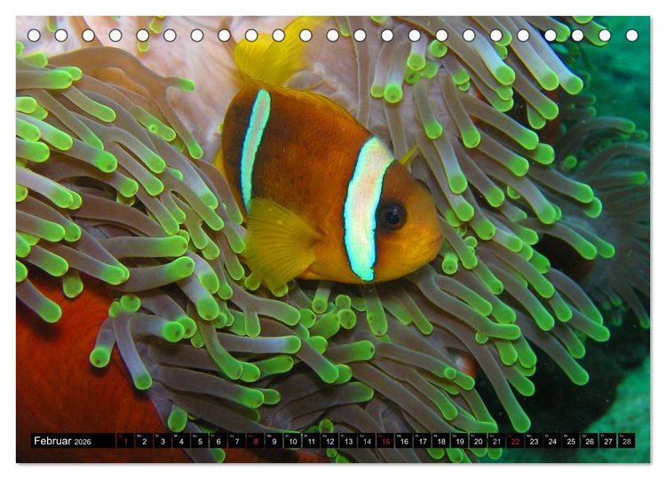 Produktbild: Fische und Meerestiere (Tischkalender 2026 DIN A5 quer), CALVENDO Monatskalender