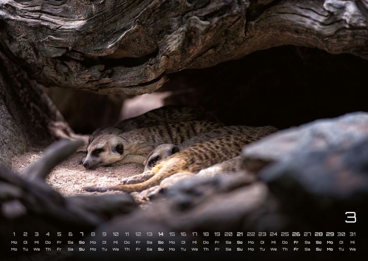 Produktbild: Erdm&auml;nnchen &ndash; Kleine W&auml;chter, gro&szlig;e Abenteuer! - 2027 - Kalender DIN A3